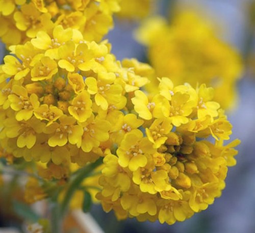 Alyssum Gmelina (MOUNTAINOUS)